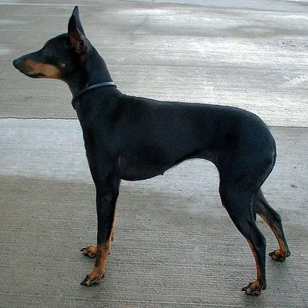 Kiingereza Toy Terrier (Picha 31): Maelezo ya kuzaliana, tabia ya vijana wa Terriers. Je, mbwa hutofautiana na Terriers ya Kirusi? 23082_8