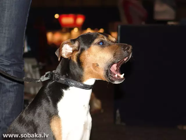 البرازيلي الكلب (24 صور): وصف تولد، محتوى والرعاية 23083_10