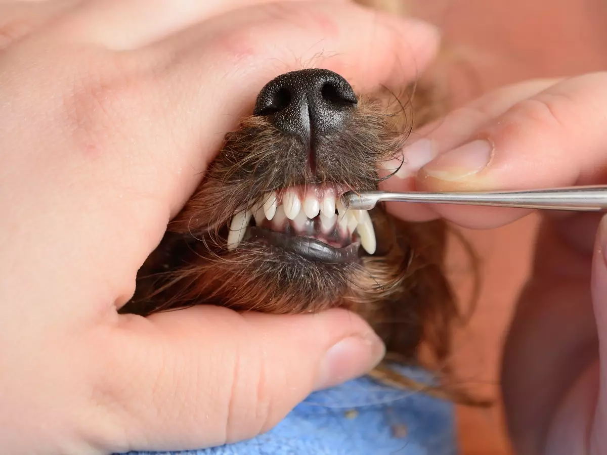 Brasiliaanse Terrier (24 foto's): Beskrywing van die ras, inhoud en sorg 23083_16