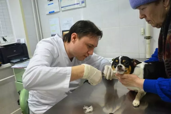 Terrier brasiliano (24 foto): Descrizione della razza, contenuto e cura 23083_19