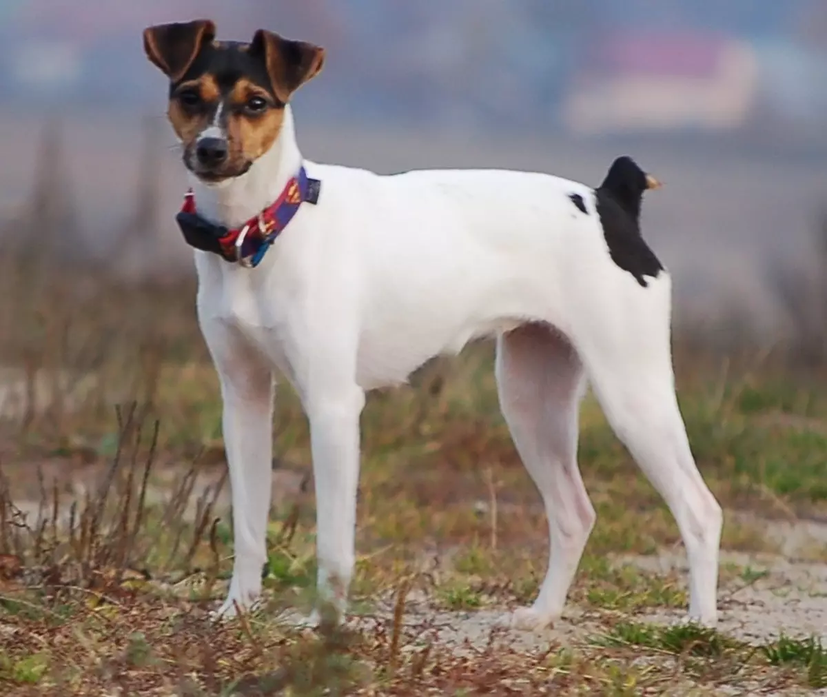 Brasiliaanse Terrier (24 foto's): Beskrywing van die ras, inhoud en sorg 23083_21