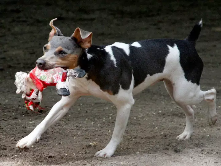 Brasiliaanse Terrier (24 foto's): Beskrywing van die ras, inhoud en sorg 23083_22