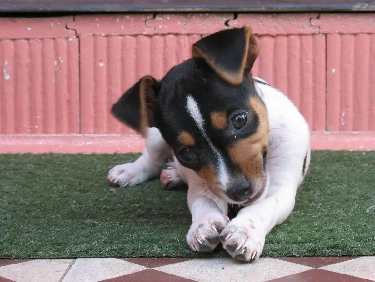 Brasiliaanse Terrier (24 foto's): Beskrywing van die ras, inhoud en sorg 23083_3
