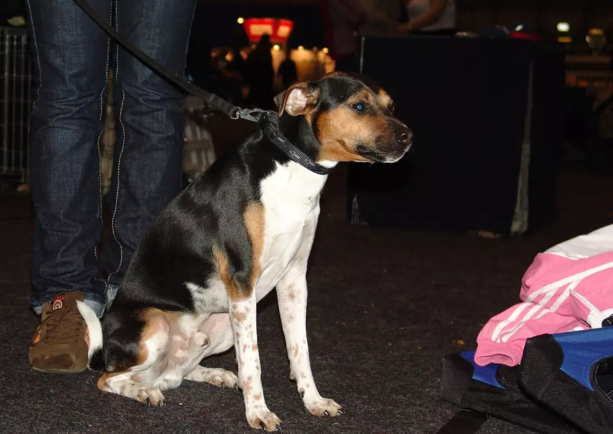 Terrier brasiliano (24 foto): Descrizione della razza, contenuto e cura 23083_8