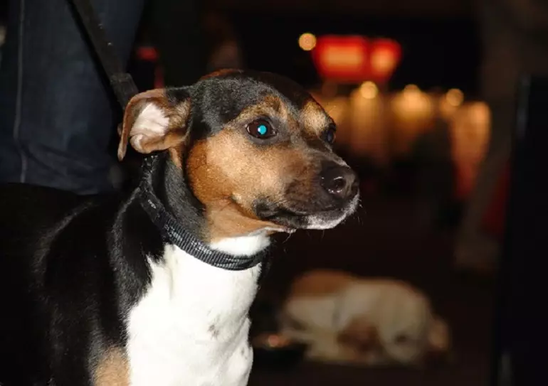 Brasiliaanse Terrier (24 foto's): Beskrywing van die ras, inhoud en sorg 23083_9