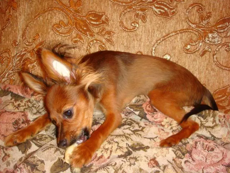Redhead Toy Terrier (18 Mga Litrato): Mga Features sa Russian Mini-Terriers sa Red Color nga adunay itom 23084_15