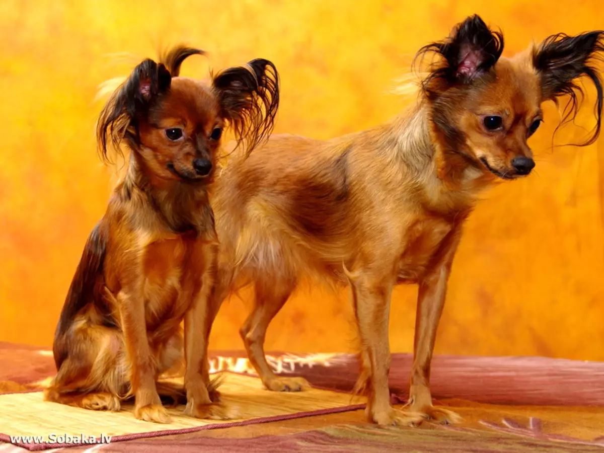 Redhead Toy Terrier (18 Mga Litrato): Mga Features sa Russian Mini-Terriers sa Red Color nga adunay itom 23084_4