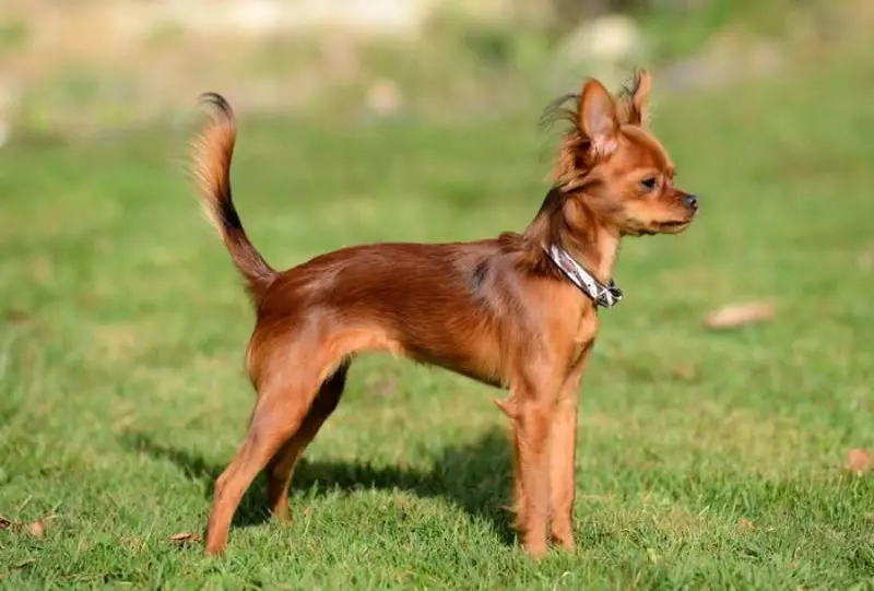 Redhead Toy Terrier (18 Mga Litrato): Mga Features sa Russian Mini-Terriers sa Red Color nga adunay itom 23084_5