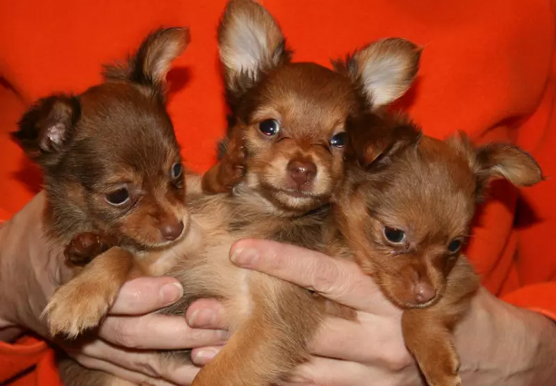 Redhead Toy Terrier (18 Mga Litrato): Mga Features sa Russian Mini-Terriers sa Red Color nga adunay itom 23084_7