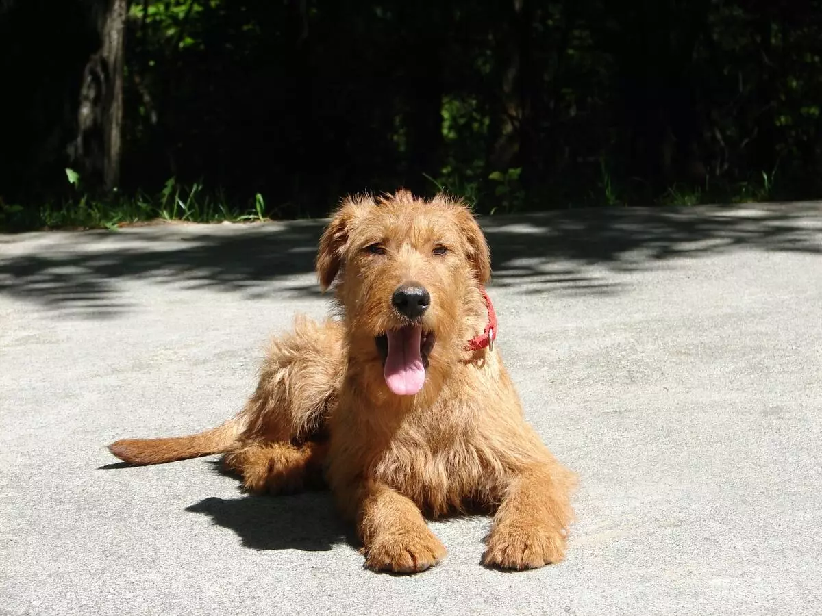 Irlandia Terrier (55 foto): Deskripsi jenis, karakter anak-anak anjing. Skema pemangkasan anjing. Kepemilikan Ulasan 23086_10