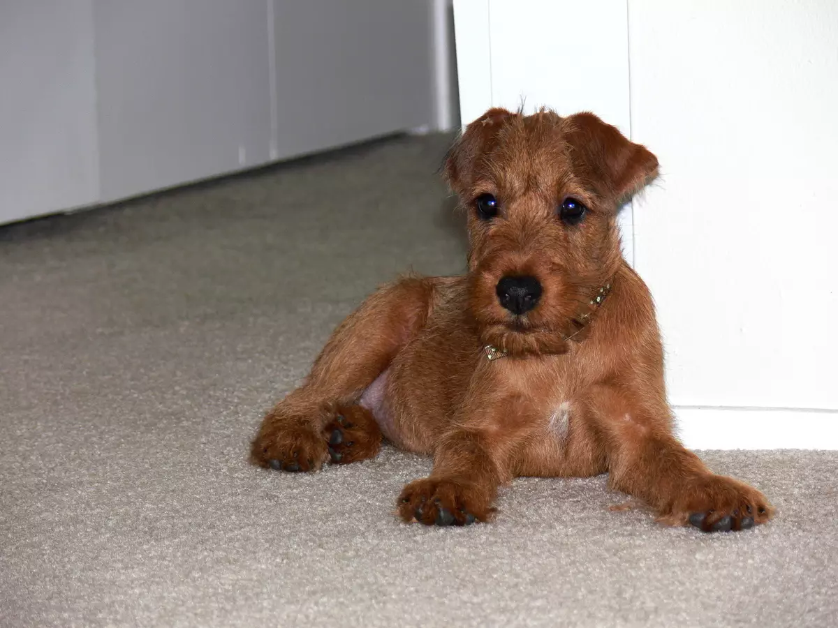 I-Irish Terrier (iifoto ezingama-55): Inkcazo yohlobo, umlinganiswa weentsana. Izikimu zokuthoba inja. Uphononongo lobunini 23086_11