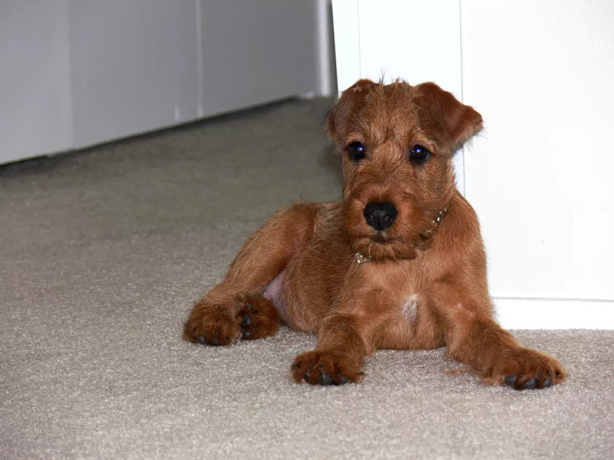 Irish Terrier (55 Sawirro): Sharaxaadda taranka, dabeecadda eeyaha. Nidaamyada goynta eeyga. Dib-u-eegista lahaanshaha 23086_11