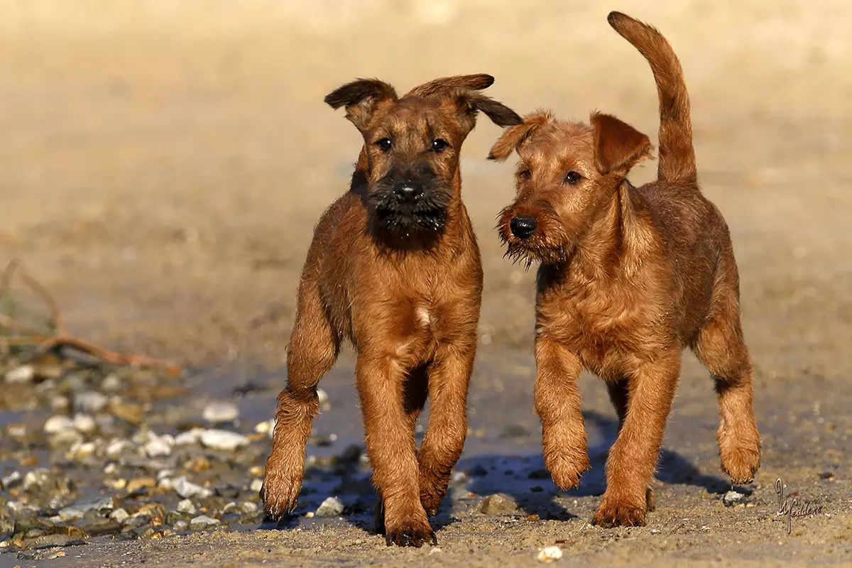 Irish Terrier (55 ata): Faʻamatalaga o le ituaiga, o le tagata o le puppies. Taifau teuteu polokalame. Iloiloga Iloiloga 23086_12