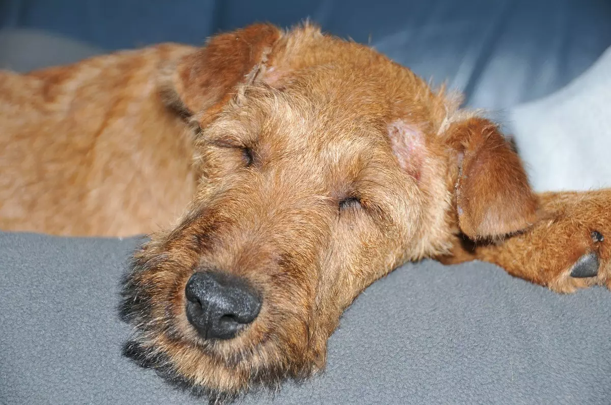 I-Irish Terrier (iifoto ezingama-55): Inkcazo yohlobo, umlinganiswa weentsana. Izikimu zokuthoba inja. Uphononongo lobunini 23086_15