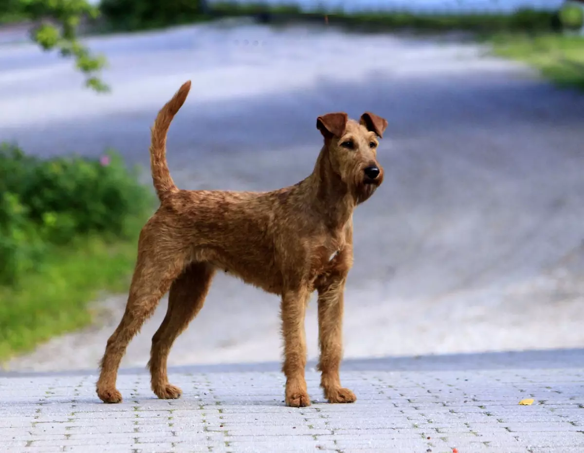 Terrier Irlandia (55 foto): Katrangan saka jenis, karakter anak kirik. Skema trimming asu. Ulasan Kepemilikan 23086_17