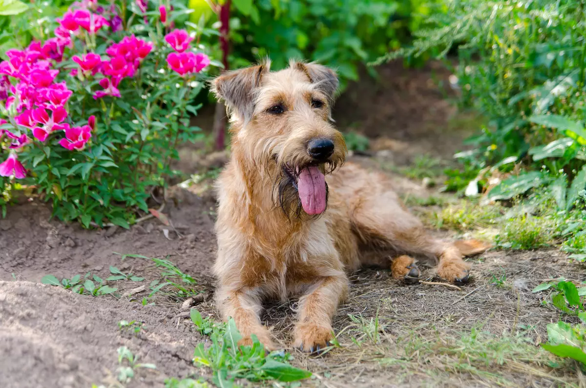 Ierse Terrier (55 foto's): Beskrywing van die ras, die karakter van hondjies. Hond snoei skemas. Eienaar se resensies 23086_18
