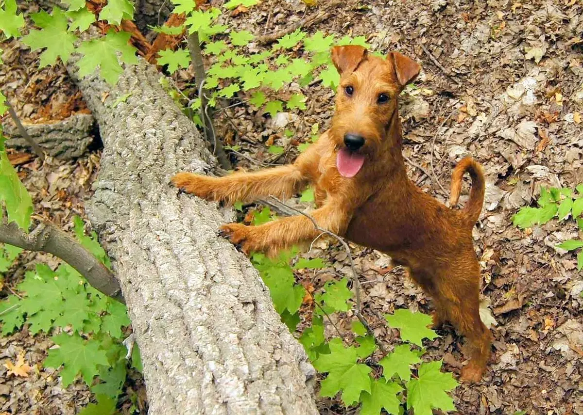 I-Irish Terrier (iifoto ezingama-55): Inkcazo yohlobo, umlinganiswa weentsana. Izikimu zokuthoba inja. Uphononongo lobunini 23086_19