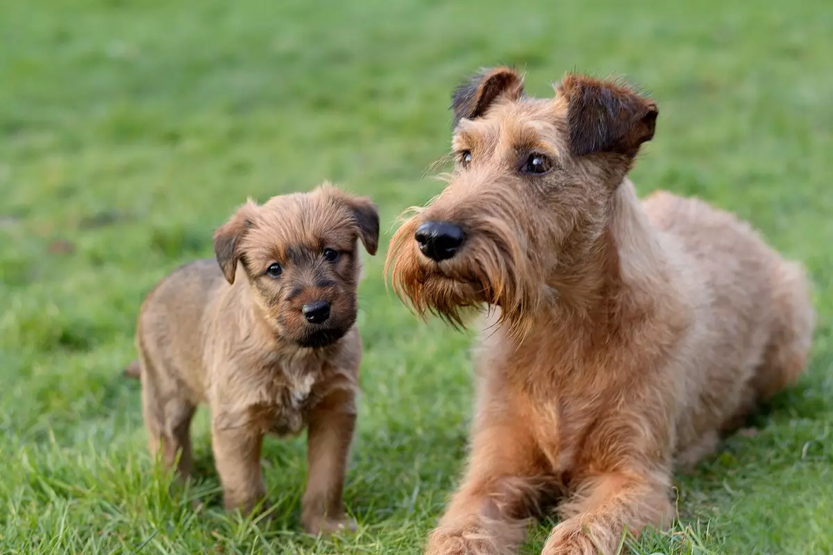 Irland Terrier (55 surat): tohumyň beýany, güjükleriň häsiýeti. Itiň kesiş shemalary. Eýeçilik synlary 23086_2