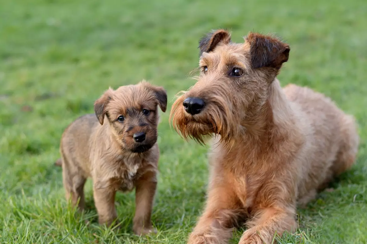 Terrier Irlandiż (55 ritratt): Deskrizzjoni tar-razza, il-karattru tal-ġriewi. Skemi ta 'tirqim tal-klieb. Reviżjonijiet tas-Sjieda 23086_2