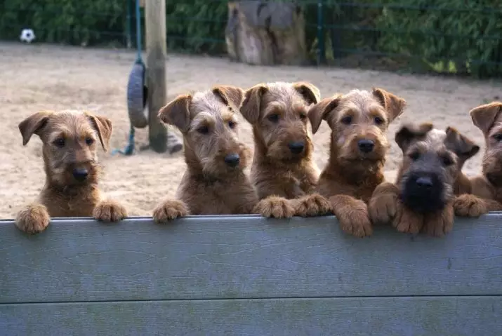 Irish Terrier (55 Sawirro): Sharaxaadda taranka, dabeecadda eeyaha. Nidaamyada goynta eeyga. Dib-u-eegista lahaanshaha 23086_21