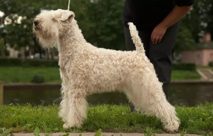 Irlandia Terrier (55 foto): Deskripsi jenis, karakter anak-anak anjing. Skema pemangkasan anjing. Kepemilikan Ulasan 23086_23