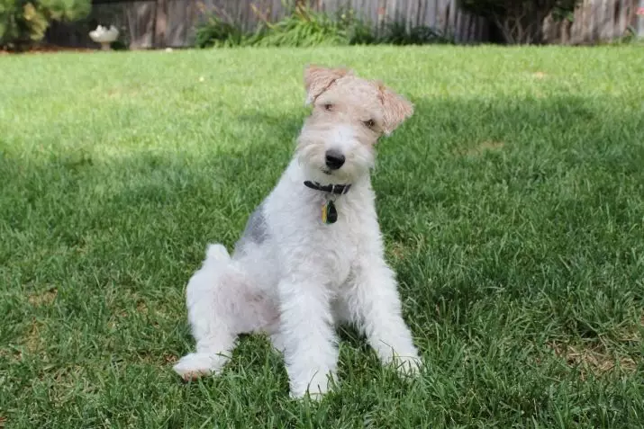 Ierse Terrier (55 foto's): Beskrywing van die ras, die karakter van hondjies. Hond snoei skemas. Eienaar se resensies 23086_24