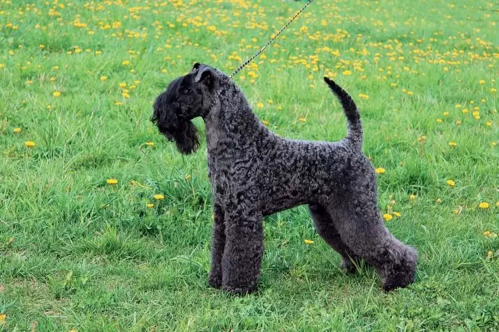 Terrier ya Irlande (55): Ibisobanuro by'ubwoko, imiterere y'ibibwana. Gahunda yo gutema imbwa. Nyirubwite 23086_25