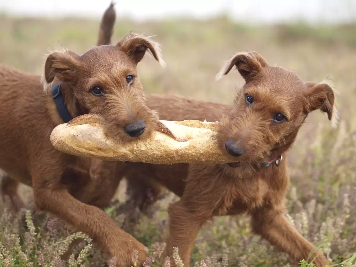 Irish Terrier (55 နာရီ) - မျိုးပွားခြင်း၏ဖော်ပြချက်, ခွေးပေါက်စများ၏ဇာတ်ကောင်။ ခွေးချုံ့ခြင်း။ ပိုင်ဆိုင်မှုပြန်လည်သုံးသပ်ခြင်း 23086_29