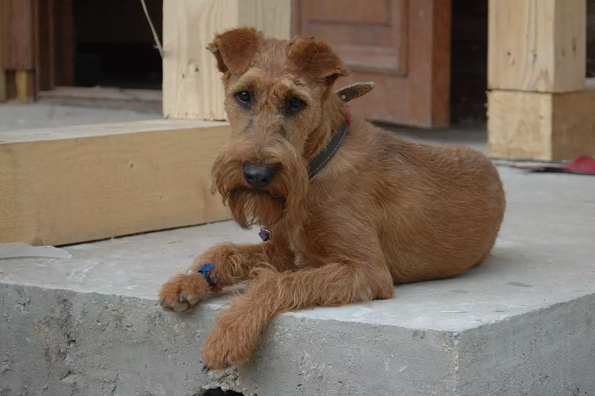 I-Irish Terrier (iifoto ezingama-55): Inkcazo yohlobo, umlinganiswa weentsana. Izikimu zokuthoba inja. Uphononongo lobunini 23086_35