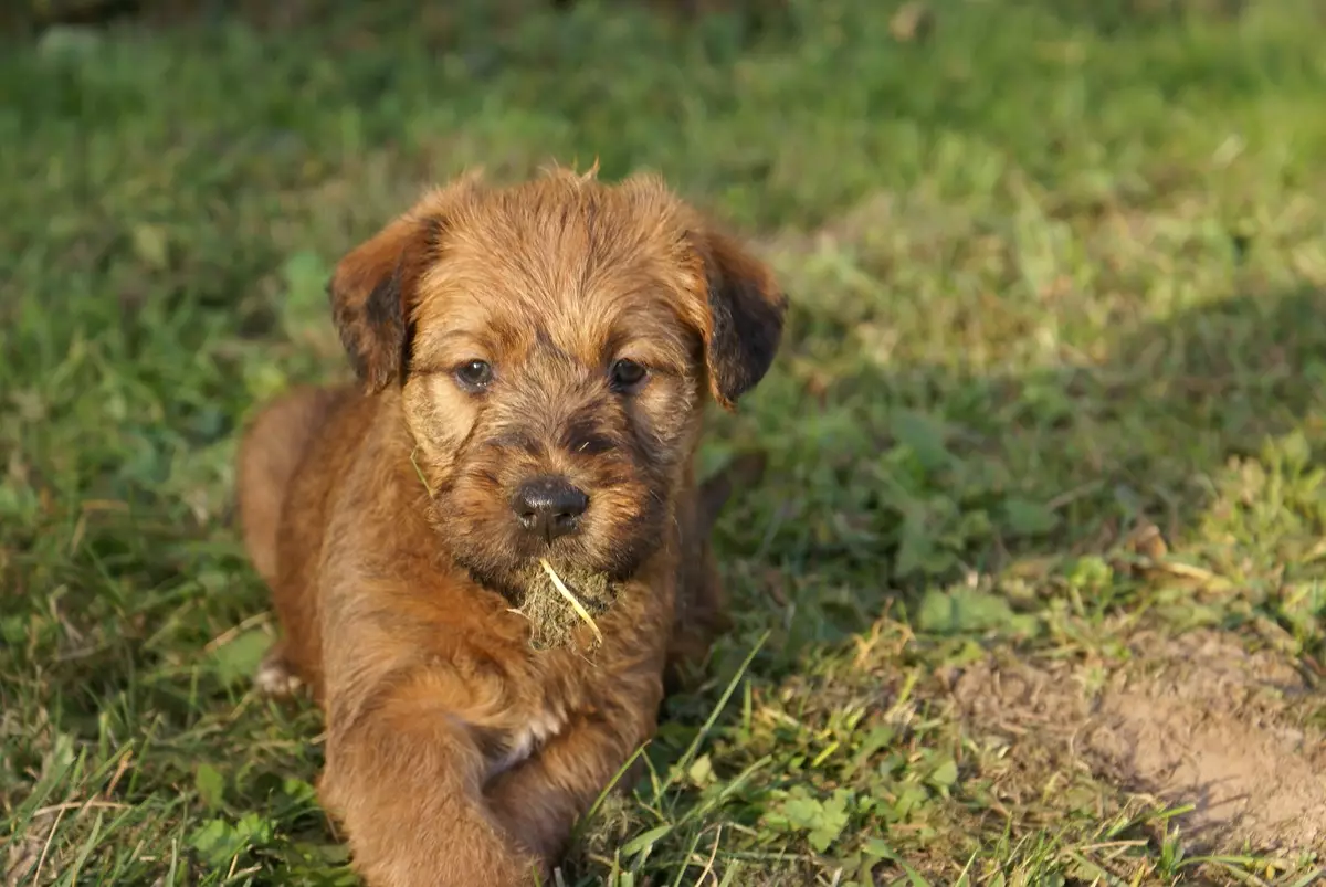 Ierse Terrier (55 foto's): Beskrywing van die ras, die karakter van hondjies. Hond snoei skemas. Eienaar se resensies 23086_36