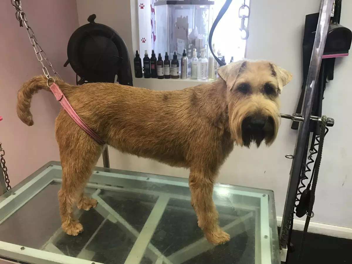 Irish Terrier (55 ata): Faʻamatalaga o le ituaiga, o le tagata o le puppies. Taifau teuteu polokalame. Iloiloga Iloiloga 23086_39