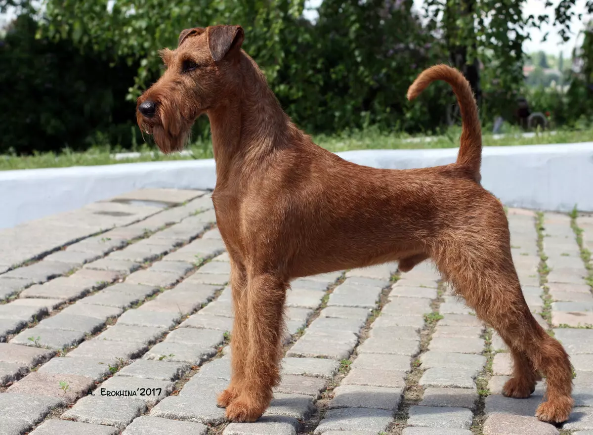 Irland Terrier (55 surat): tohumyň beýany, güjükleriň häsiýeti. Itiň kesiş shemalary. Eýeçilik synlary 23086_4