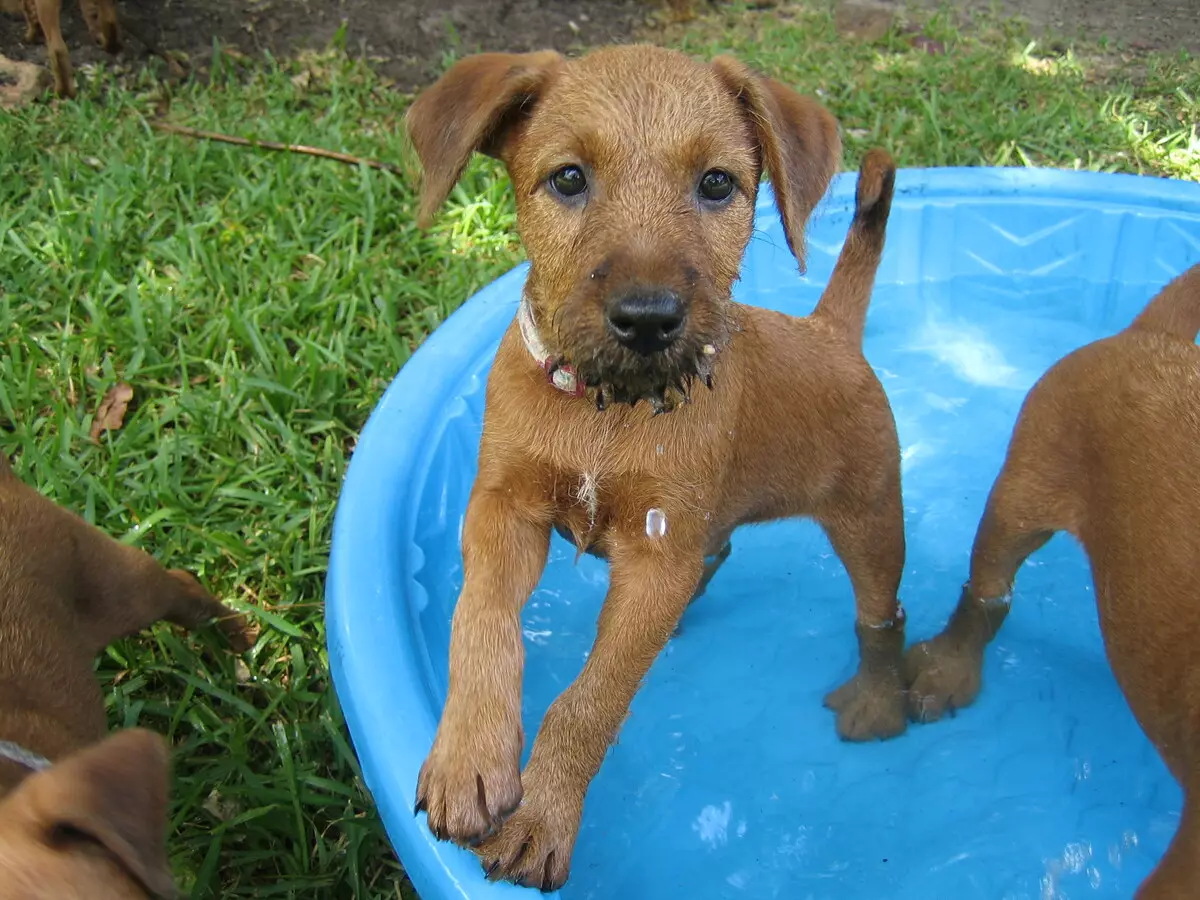 Irlandia Terrier (55 foto): Deskripsi jenis, karakter anak-anak anjing. Skema pemangkasan anjing. Kepemilikan Ulasan 23086_41