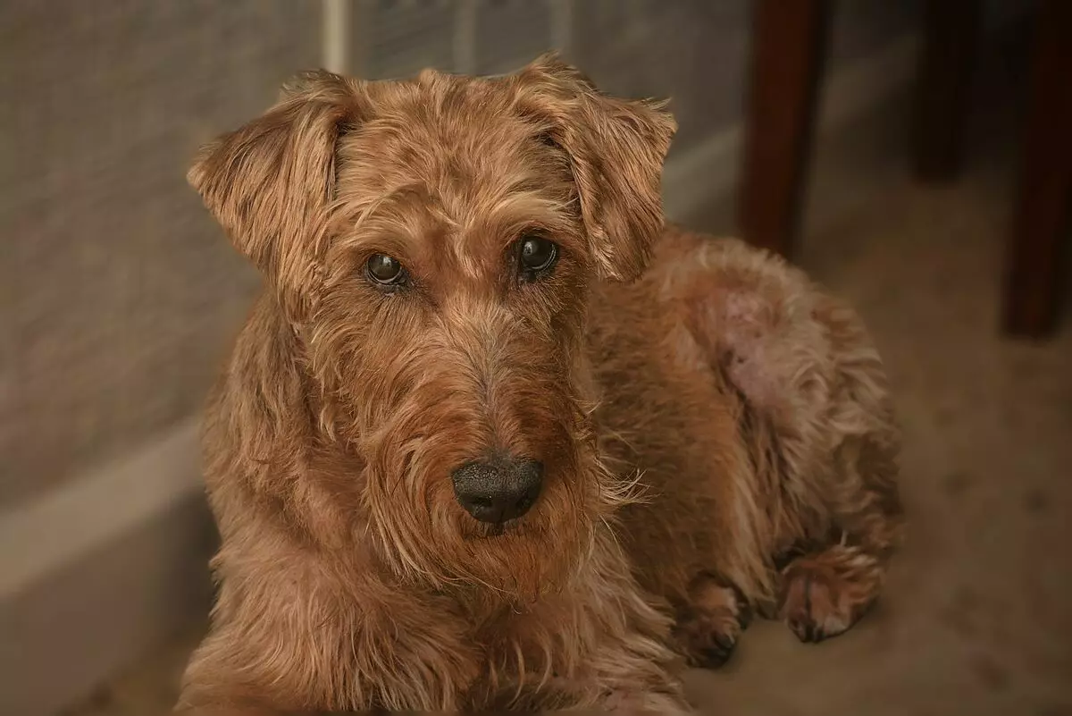 Irish Terrier (55 Sawirro): Sharaxaadda taranka, dabeecadda eeyaha. Nidaamyada goynta eeyga. Dib-u-eegista lahaanshaha 23086_5