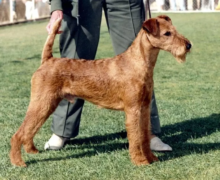 I-Irish Terrier (iifoto ezingama-55): Inkcazo yohlobo, umlinganiswa weentsana. Izikimu zokuthoba inja. Uphononongo lobunini 23086_52