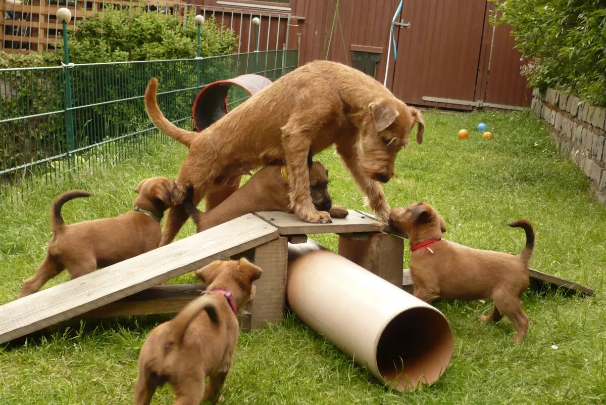 Herrier Irlandia (55 poto): Katerangan tina breed, karakter anak anjing. Skema trimming anjing. Ulasan kapamilikan 23086_53