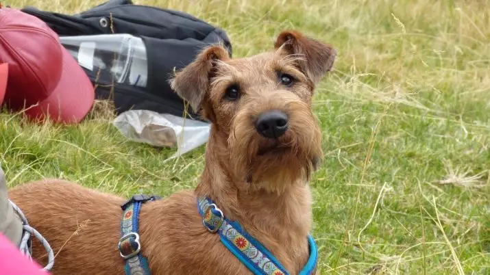 Irish Terrier (55 ata): Faʻamatalaga o le ituaiga, o le tagata o le puppies. Taifau teuteu polokalame. Iloiloga Iloiloga 23086_55