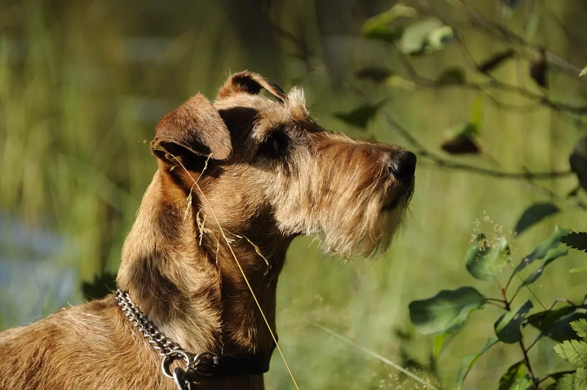 Irish Terrier (55 Sawirro): Sharaxaadda taranka, dabeecadda eeyaha. Nidaamyada goynta eeyga. Dib-u-eegista lahaanshaha 23086_6