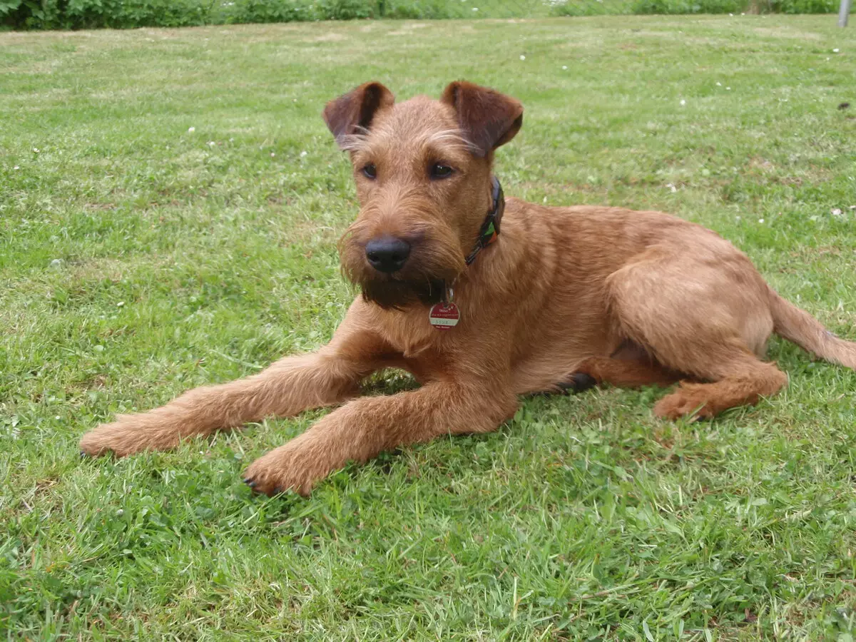 Irland Terrier (55 surat): tohumyň beýany, güjükleriň häsiýeti. Itiň kesiş shemalary. Eýeçilik synlary 23086_7