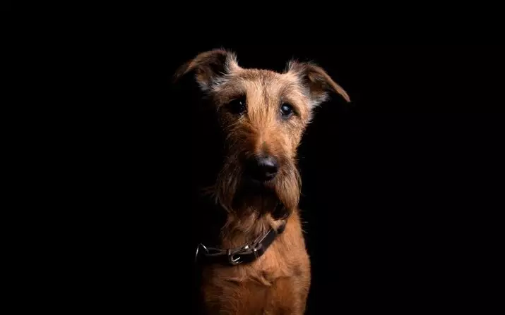 아일랜드 테리어 (55 사진) : 품종에 대한 설명, 강아지의 성격. 개 트리밍 계획. 소유권 리뷰 23086_8
