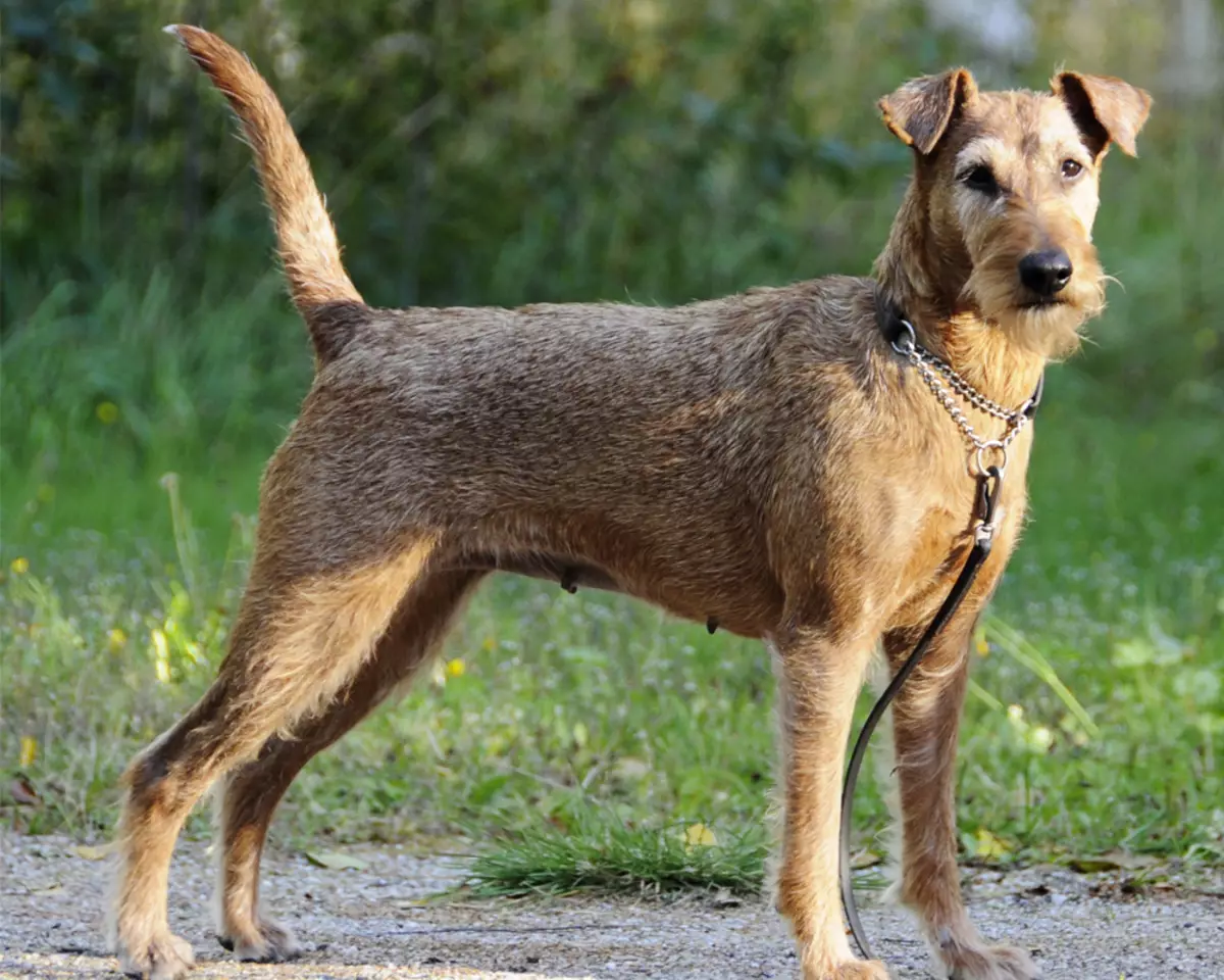 Irish Terrier (55 ata): Faʻamatalaga o le ituaiga, o le tagata o le puppies. Taifau teuteu polokalame. Iloiloga Iloiloga 23086_9