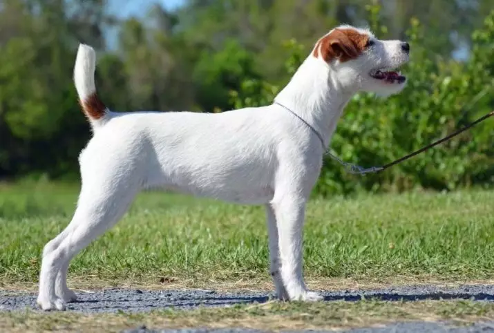 Tercheher-dhejiyay Jack Russell Terrier (26 Sawirro): Sharaxaadda taranka, nooca eeyaha yar-dheer iyo waxa ku jira 23087_11