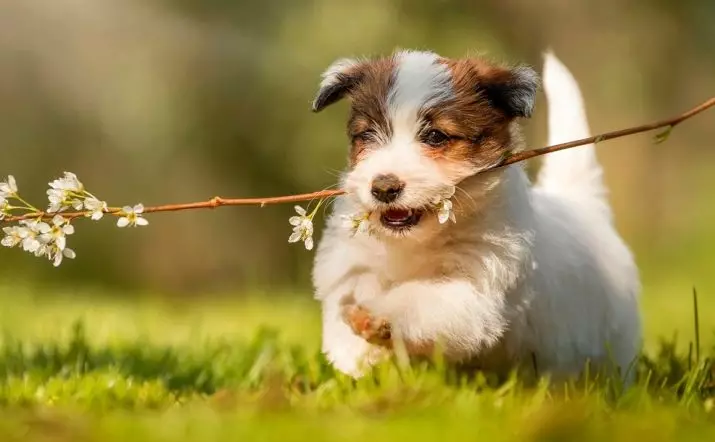 Terecher-haired Jack Russell Terrier (26 fotot): tõu kirjeldus, pikakarvaliste kutsikate olemus ja nende sisu 23087_12