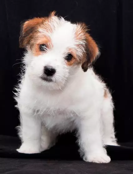 Terecher-Haired Jack Russell Terrier (26 Sary): Famaritana ny fiompiana, ny toetran'ny alikaola lava sy ny atiny 23087_14