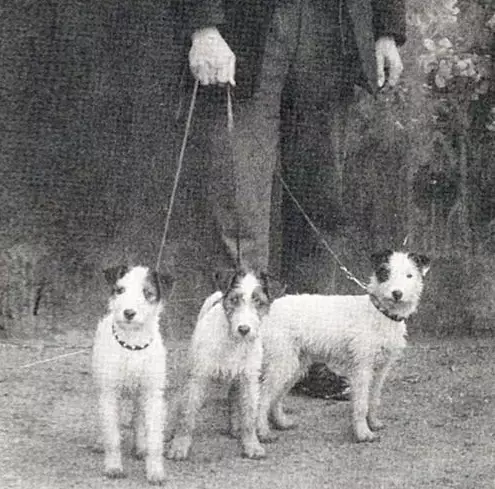 Terecher-Haired Jack Russell Terrier (26 fotos): Descrición da raza, a natureza dos cachorros de pelo longo eo seu contido 23087_2