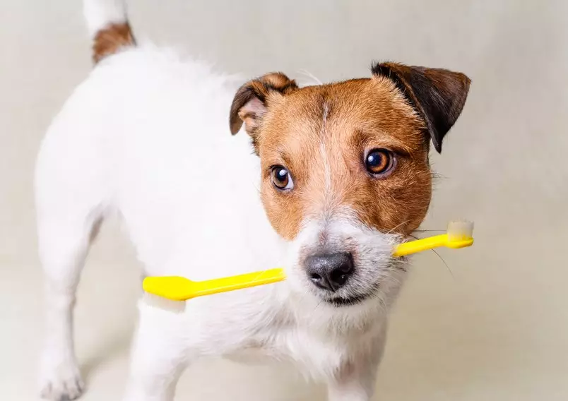 Terecher-hara Jack Russell Terrier (26 fotoj): Priskribo de la raso, la naturo de longhara hundidoj kaj ilia enhavo 23087_20