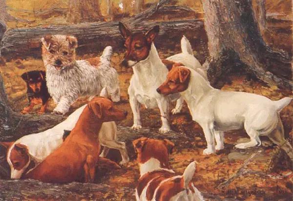 Terecher-haired Jack Russell Terrier (26 fotot): tõu kirjeldus, pikakarvaliste kutsikate olemus ja nende sisu 23087_4