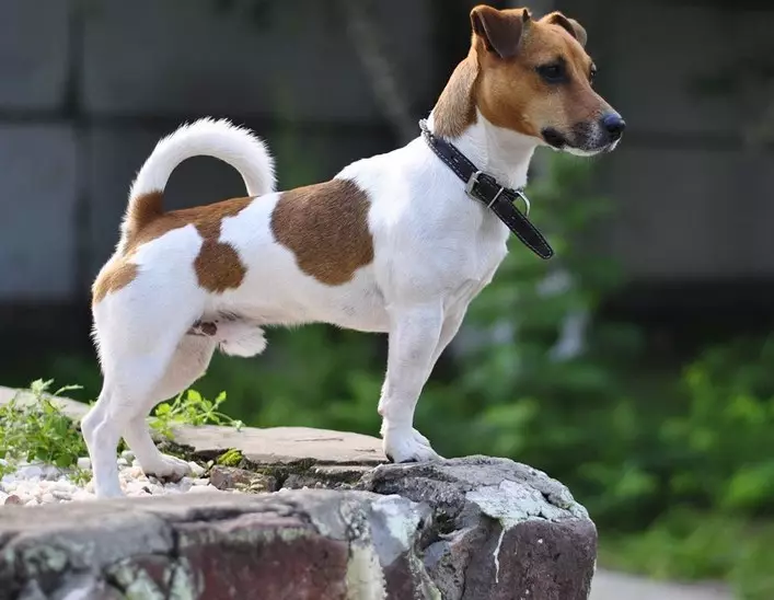 Terecher-hara Jack Russell Terrier (26 fotoj): Priskribo de la raso, la naturo de longhara hundidoj kaj ilia enhavo 23087_6