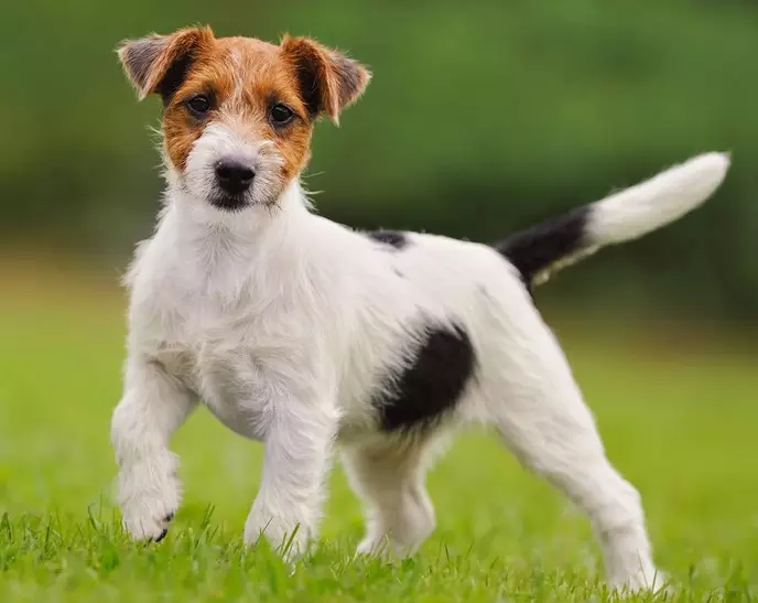 Terecher-Haired Jack Russell Terrier (26 fotos): Descrición da raza, a natureza dos cachorros de pelo longo eo seu contido 23087_7