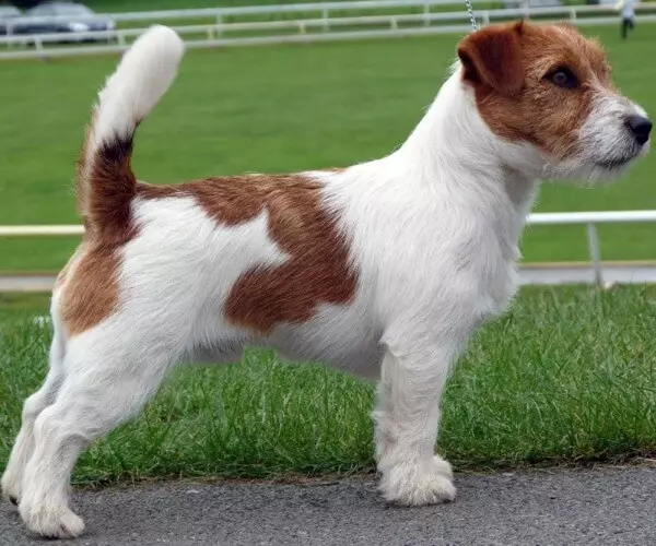 Terecher-Haired Jack Russell Terrier (26 fotos): Descrición da raza, a natureza dos cachorros de pelo longo eo seu contido 23087_8